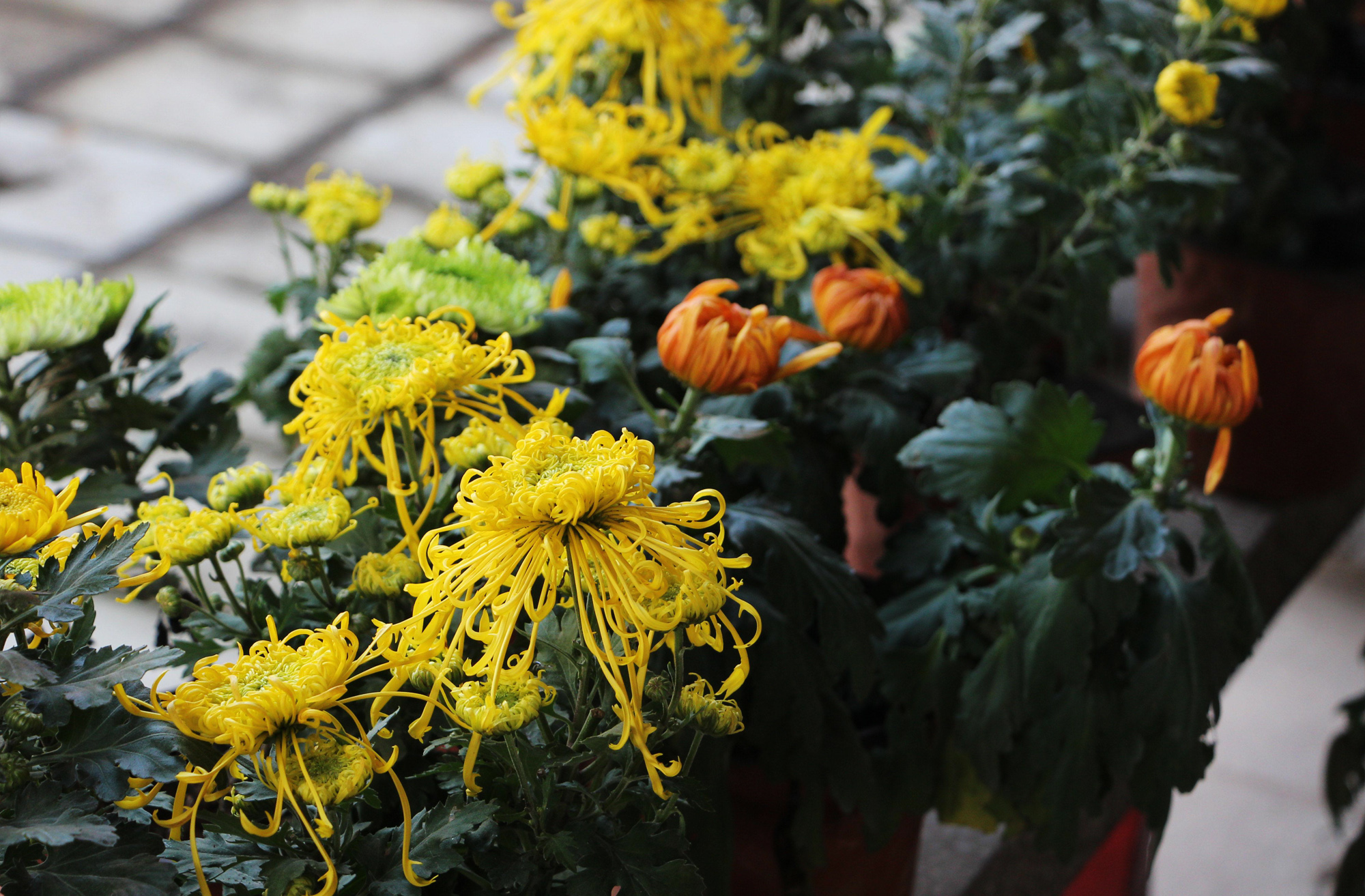 1604569394488215.jpg 1604569394488215.jpg